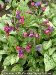 <i>Pulmonaria</i> ‘Majest&eacute;’