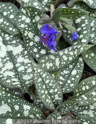 <i>Pulmonaria</i> &lsquo;Trevi Fountain&rsquo;