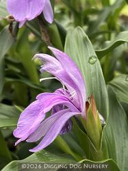 <i>Roscoea purpurea</i> &lsquo;Vincent&rsquo;