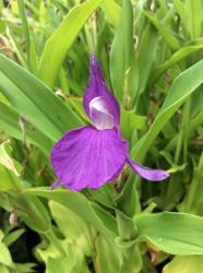 <i>Roscoea purpurea</i>