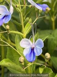 <i>Rotheca myricoides</i> &lsquo;Ugandense&rsquo;