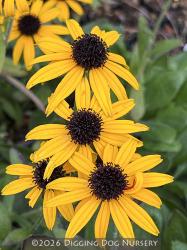 <i>Rudbeckia</i> &lsquo;American Gold Rush&rsquo;