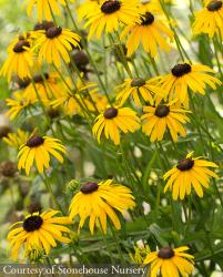 <i>Rudbeckia fulgida</i> var. <i>speciosa</i> &lsquo;Viettes Little Suzy&rsquo;