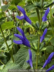 <i>Salvia guaranitica</i> ‘Blue Ensign’