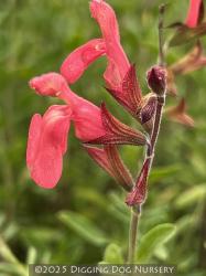 <i>Salvia greggii</i> &lsquo;Lowry�s Peach&rsquo;