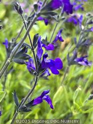 <i>Salvia</i> x &lsquo;Nuevo Leon&rsquo;