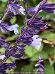 <i>Salvia</i> &lsquo;Phyllis Fancy&rsquo;
