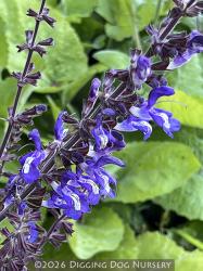 <i>Salvia forsskaolii</i>