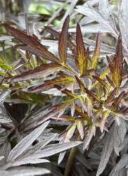 <i>Sambucus nigra</i> &lsquo;Eva&rsquo;