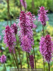<i>Sanguisorba</i> &lsquo;Blackthorn&rsquo;
