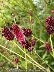 <i>Sanguisorba officinalis</i> &lsquo;Martin�s Mulberry&rsquo;