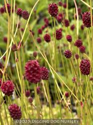 <i>Sanguisorba officinalis</i> &lsquo;Morning Select&rsquo;
