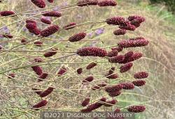 <em>Sanguisorba officinalis</em>  &lsquo;Red Thunder&rsquo;