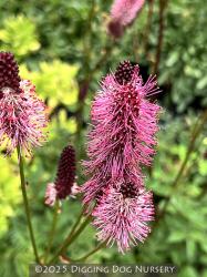 <i>Sanguisorba menziesii</i> &lsquo;Wake Up&rsquo;
