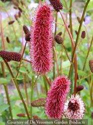 <i>Sanguisorba menziesii</i>