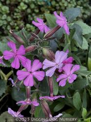 <i>Saponaria</i> x <i>lempergii</i> &lsquo;Max Frei&rsquo;