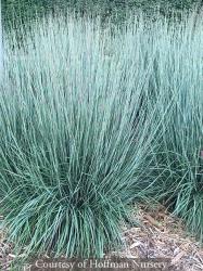 <i>Schizachyrium scoparium</i> &lsquo;Minnbluea&rsquo;