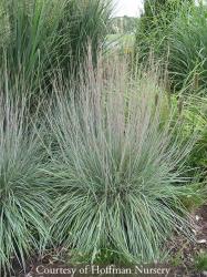 <i>Schizachyrium scoparium</i> &lsquo;The Blues&rsquo;