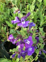 <i>Scutellaria resinosa</i> &lsquo;Smoky Hills&rsquo;