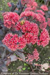 <i>Sedum</i> &lsquo;Jose Aubergine&rsquo;