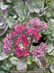 <i>Sedum</i> &lsquo;Vera Jameson&rsquo;