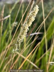 <i>Sesleria autumnalis</i>
