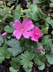 <i>Sidalcea malviflora</i> &lsquo;Palustre&rsquo;