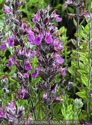 <i>Teucrium chamaedrys</i>