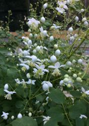 <i>Thalictrum delavayi</i> &lsquo;Album&rsquo;