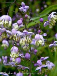 <i>Thalictrum delavayi</i> &lsquo;Hewitts Double&rsquo;
