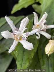 <i>Tricyrtis</i> &lsquo;White Towers&rsquo;