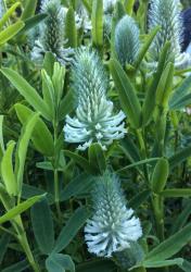 <i>Trifolium rubens</i> &lsquo;Frosty Feathers&rsquo;