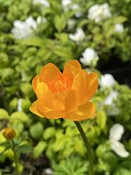 <i>Trollius</i> x <i>cultorum</i> &lsquo;Orange Crest&rsquo;
