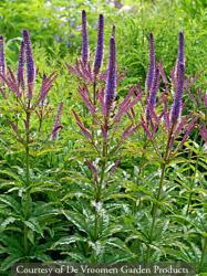 <i>Veronicastrum virginicum</i> &lsquo;Cupid&rsquo;