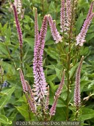 <i>Veronicastrum virginicum</i> &lsquo;Spring Dew&rsquo;