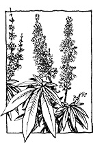 <i>Vitex agnus-castus</i> &lsquo;Pink Pinnacle�&rsquo;