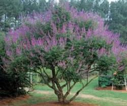 <i>Vitex agnus-castus</i> &lsquo;Shoal Creek&rsquo;