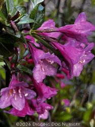 <i>Weigela</i> &lsquo;Minuet&rsquo;