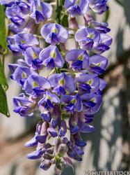 <i>Wisteria macrostachya</i> &lsquo;Blue Moon&rsquo;