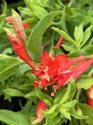 <i>Zauschneria garrettii</i> &lsquo;Orange Carpet&rsquo;