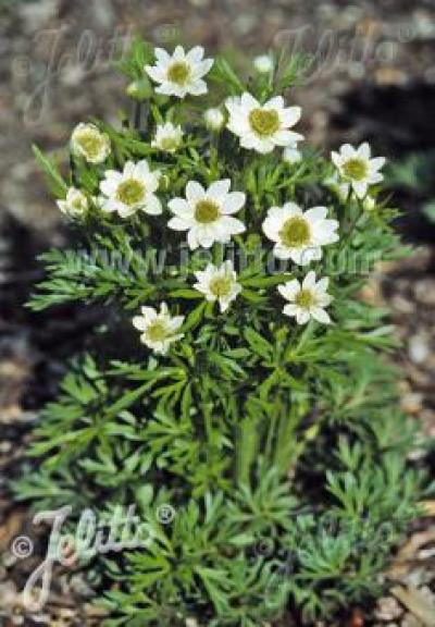 Anemone multifida &lsquo;Annabella White&rsquo;