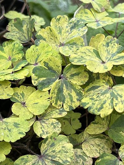 Aquilegia vulgaris &lsquo;Leprechaun Gold&rsquo;