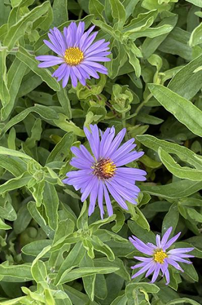 Aster oblongifolius &lsquo;Raydon’s Favorite&rsquo;