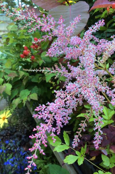 Astilbe &lsquo;Flamingo&rsquo;