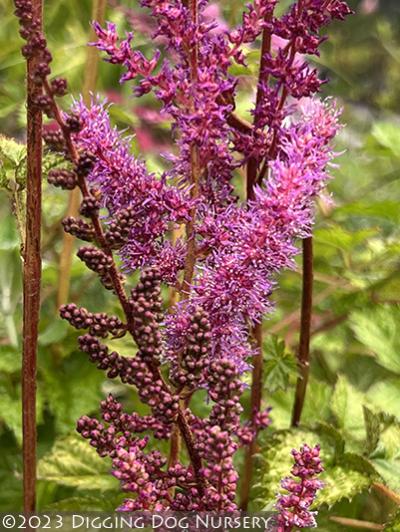 Astilbe chinensis &lsquo;Superba&rsquo;