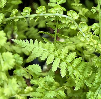Athyrium filix-femina &lsquo;Victoriae&rsquo;