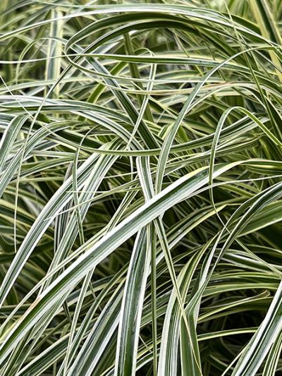 Carex &lsquo;Feather Falls�&rsquo;