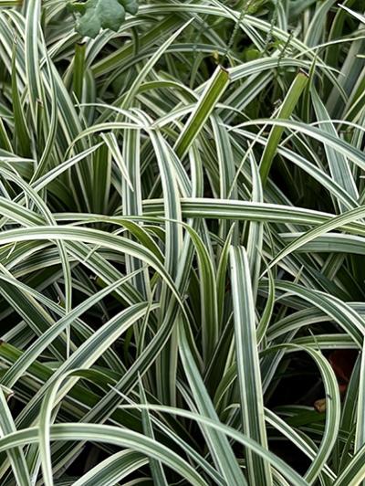 Carex &lsquo;Silver Sceptre&rsquo;