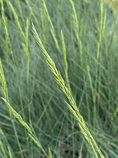 Festuca ssp. Eilers Beauty�