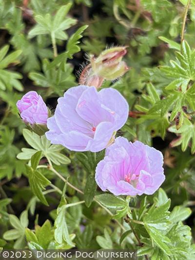 Geranium sanguineum &lsquo;Apfelblute&rsquo;